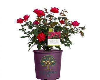 Red Double Knock Out Rose Live Shrub - Vibrant Red Blooms, Easy-to-Grow 1-Gallon Pot