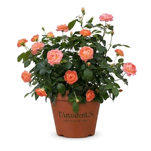 May include: A potted rose plant with multiple blooms in shades of peach and pink. The plant has dark green leaves and is in a terracotta-colored pot. The pot has the text "TAgardenUS" and "your family of roses".