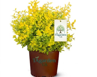 Live Sunshine Ligustrum Outdoor Hedge Shrub, 2.5-Quart Grower Pot by Wild Interiors