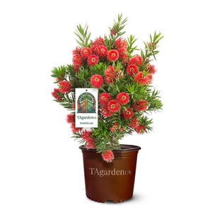 May include: A potted Bottlebrush plant with vibrant red, brush-like flowers and green foliage. The plant is in a brown plastic pot with the text "TAgardenus" on the pot. A white tag with the text "TAgardenus Bottlebrush" hangs from the plant.