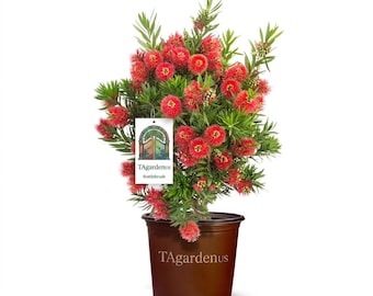 Light Show Bottlebrush Live Shrub in 2-Gallon Grower Pot