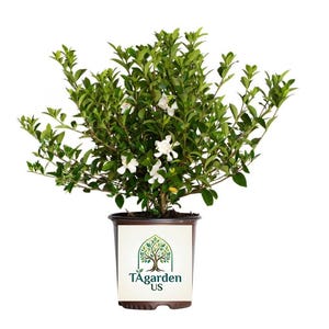 May include: A potted gardenia plant with vibrant green leaves and white flowers. The plant is in a brown plastic pot with a label that reads "TAgarden US" and features a tree logo. The plant is set against a white background.