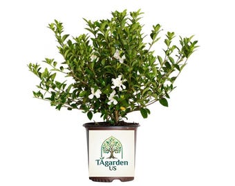 Live Jubilation Gardenia Shrub, 2.5-Quart Grower Pot by Wild Interiors