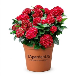 Royal Ruby Hydrangea Shrub in Terracotta Pot , Deep Red Pink Blooms, Compact Patio Plant