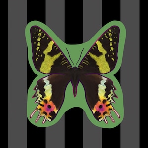 Sunset Moth Matte Vinyl Nature Sticker Entomology Art Nature Gifts Bug Art Great Outdoors, Bug Stickers Weather Resistant
