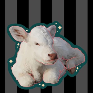 Albino White Calf Baby Cow Matte Vinyl Sticker, Animal Art, Animal Stickers, Nature Lover, Cowboy Sticker, Yeehaw, Cow Art, Cow Illustration