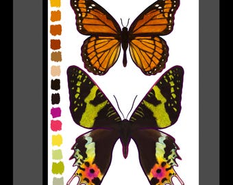 Digitales Skizzenbuch Schmetterling + Motte Illustration Art 5x7 Prints