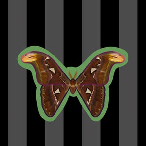 Atlas Moth Nature Vinyl Sticker, Entomology, Entomology Art, Nature Gifts, Bug Art, Great Outdoors, Bug Stickers Weather Resistant