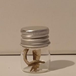 May include: A small, clear glass jar with a silver metal lid. Inside the jar are dried reptile parts. The jar is sitting on a white surface. The reptile parts are tan and brown.