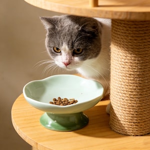 May include: A light green ceramic cat bowl with a scalloped edge, filled with dry cat food, sits on a wooden surface. A gray and white cat is looking at the bowl. A cat scratching post is in the background.
