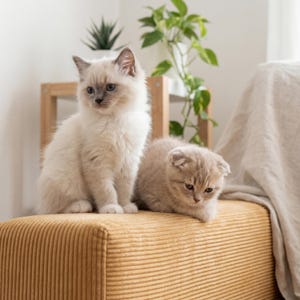 Anpassad självhäftande klösmatta för katter, multifunktionell slitstark klättermatta för husdjur väggklistermärke reptålig kattmatta för bäddsoffdörr