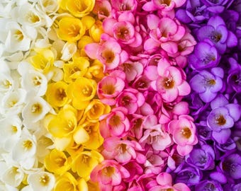 Gemischte Freesien Zwiebeln Bunte Frühlingsblumen