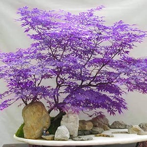 Pode incluir: Uma árvore bonsai com folhas roxas vibrantes e galhos marrons escuros. A árvore é plantada em um vaso branco com pedras e musgo na base. A estética geral é uma mistura de natureza e arte.