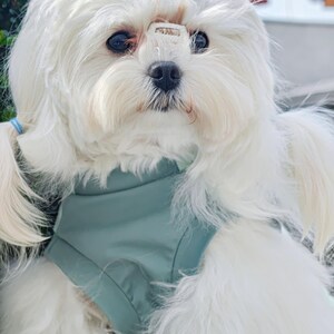 May include: A small, white dog with long, silky fur, sporting a teal vest and a jeweled hair accessory. The dog has a small bandage on its forehead. The dog's dark eyes are focused, creating a charming and endearing portrait.