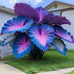 May include: A vibrant plant with large, heart-shaped leaves. The leaves transition from a deep blue at the edges to a bright pink in the center, creating a striking visual contrast. The plant is set against a backdrop of green grass and a house.