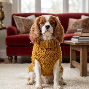 May include: A Cavalier King Charles Spaniel dog wearing a mustard yellow, chunky knit sweater. The dog is sitting on a white rug in front of a red couch. The dog has brown and white fur.