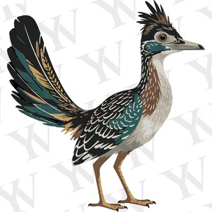 Peut inclure: Illustration détaillée d'un grand géocoucou. L'oiseau a une longue queue avec des plumes noires, sarcelle et dorées. Son corps est un mélange de blanc, de marron et de sarcelle, avec une crête distinctive et un long bec. L'oiseau est debout sur deux pattes.