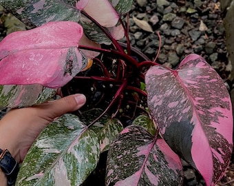 Philodendron Pink Princess Galaxy F1 en realidad