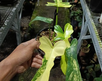 Philodendron Longilobatum var x Flobe variegated real picture