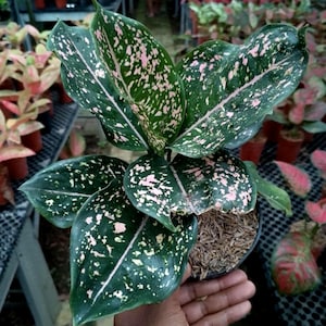Puede incluir: Primer plano de una planta de Aglaonema en maceta con hojas de color verde oscuro salpicadas de puntos rosas. La planta está en una maceta negra, y el fondo muestra otras plantas en un invernadero. El texto "PROJOplant" es visible.