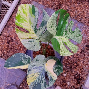 Puede incluir: Una planta Monstera variegada en una maceta de plástico con hojas grandes en forma de corazón y fenestraciones. El follaje muestra un patrón llamativo de verde bosque profundo, blanco crema y salpicaduras de color amarillo pálido.