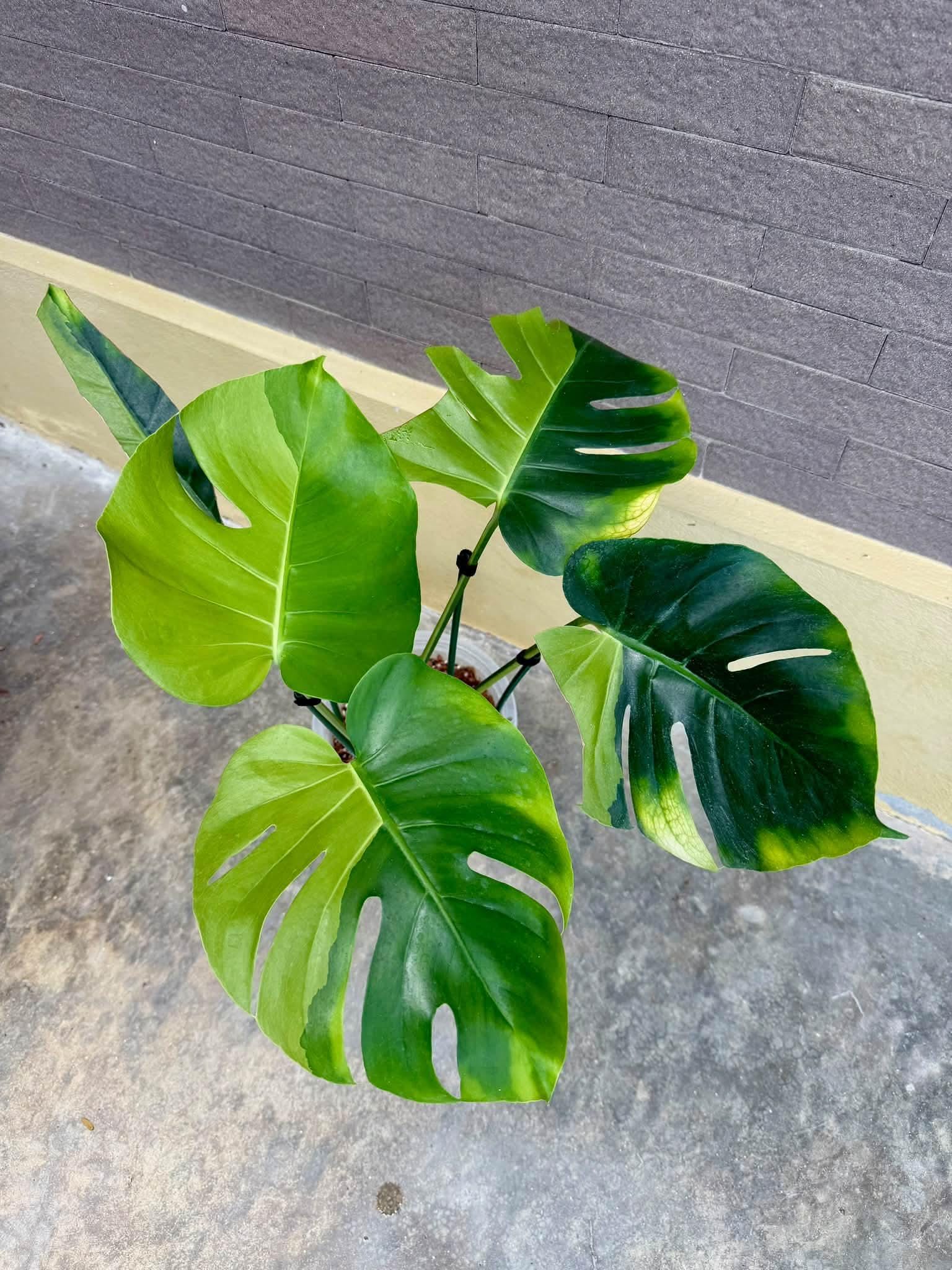 Monstera lemon pom pom - Etsy 日本