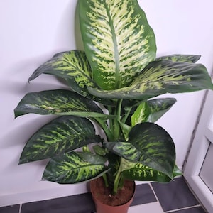 以下が含まれることがあります： 茶色の鉢に入ったディフェンバキアの植物。大きな緑色の葉には、クリームイエローの模様が入っています。植物は白い壁とタイルの床を背景に配置されています。