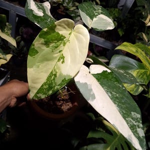 May include: Close-up of a potted plant with large, variegated leaves. The leaves display a striking pattern of white, cream, and green. The plant is in a brown pot, and the background shows other plants. The text "PROJOplant" is visible.