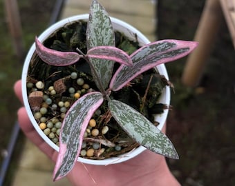 Hoya Sigillatis Spritzbild/innere rosa echte Pflanze