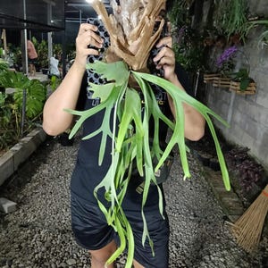 以下が含まれることがあります： 黒いプラスチック製のグリッドに薄茶色の流木と共に取り付けられたプラティケリウム・ビカクシダ。この植物は、長くアーチ状に伸びた鮮やかな緑色の葉が下向きに垂れ下がっており、上部の質感のある木質の構造と対照的です。
