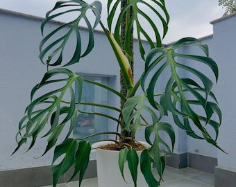 Monstera Burlemarx flamma riktig bild stor