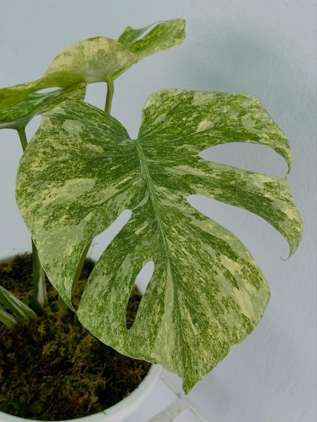 Monstera legacy - Etsy 日本