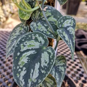 Scindapsus spボルネオ産　わさわさ仕立て1 Scindapsus borneo - Etsy 日本