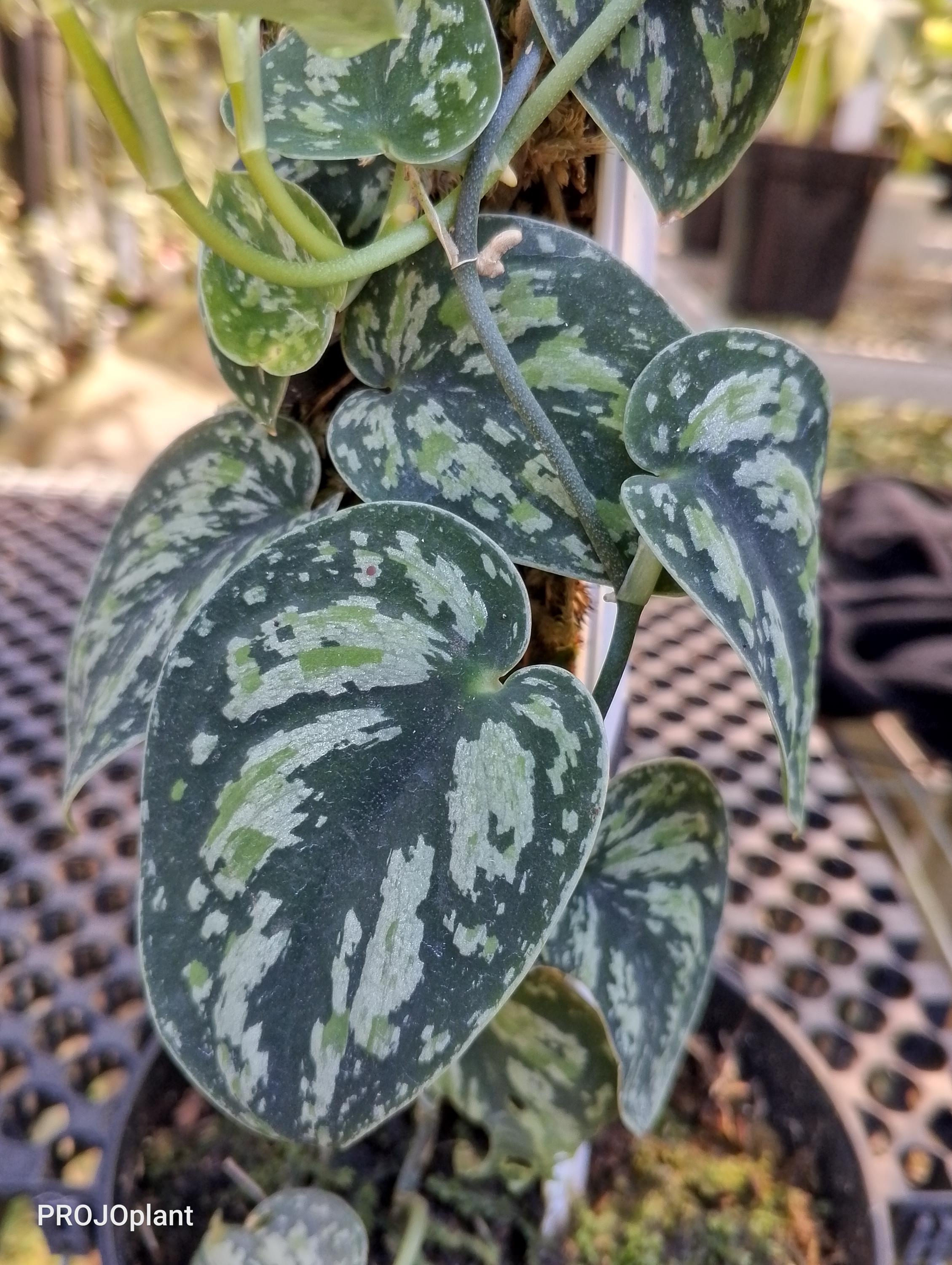 Scindapsus borneo - Etsy 日本