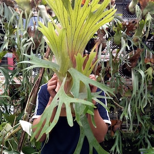 Op de afbeelding: Een close-up van een hertshoornvaren, met zijn grote, groene, geweivormige bladeren. De plant heeft een lichtgroene tint met donkere nerven en is omgeven door andere hertshoornvarens. De foto is buiten genomen.