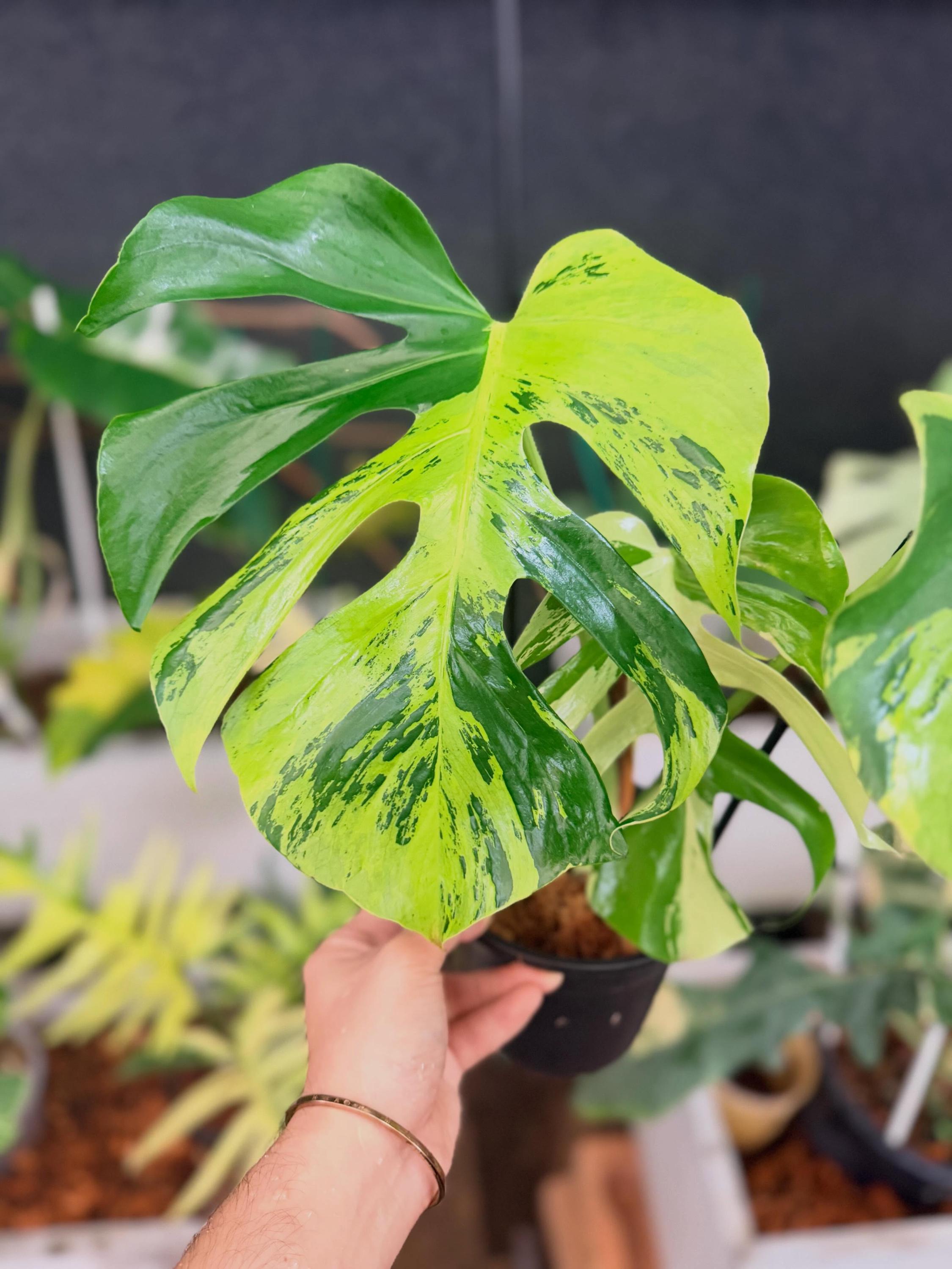 Monstera electro light - Etsy 日本