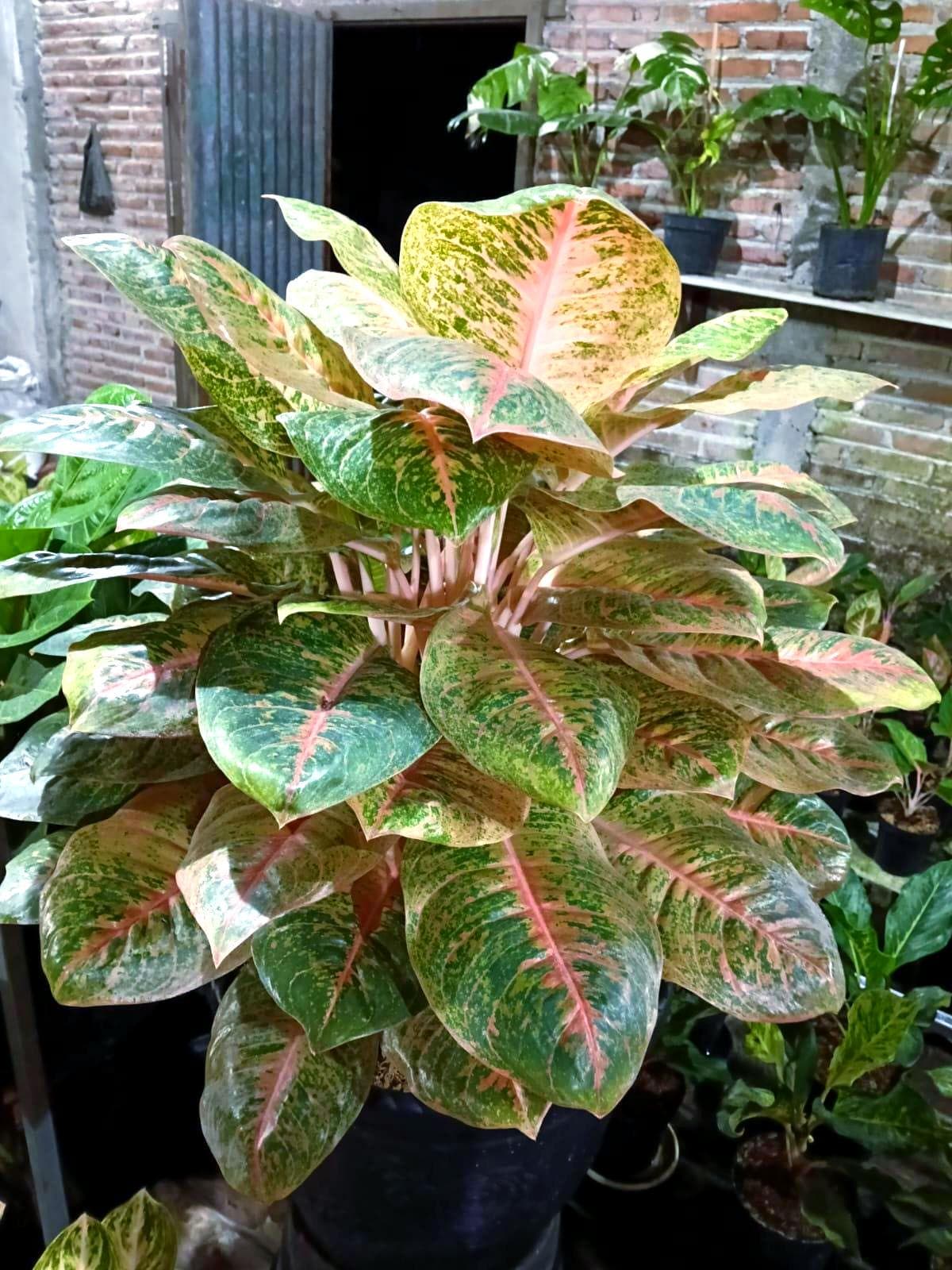 Aglaonema Harlequin - Etsy