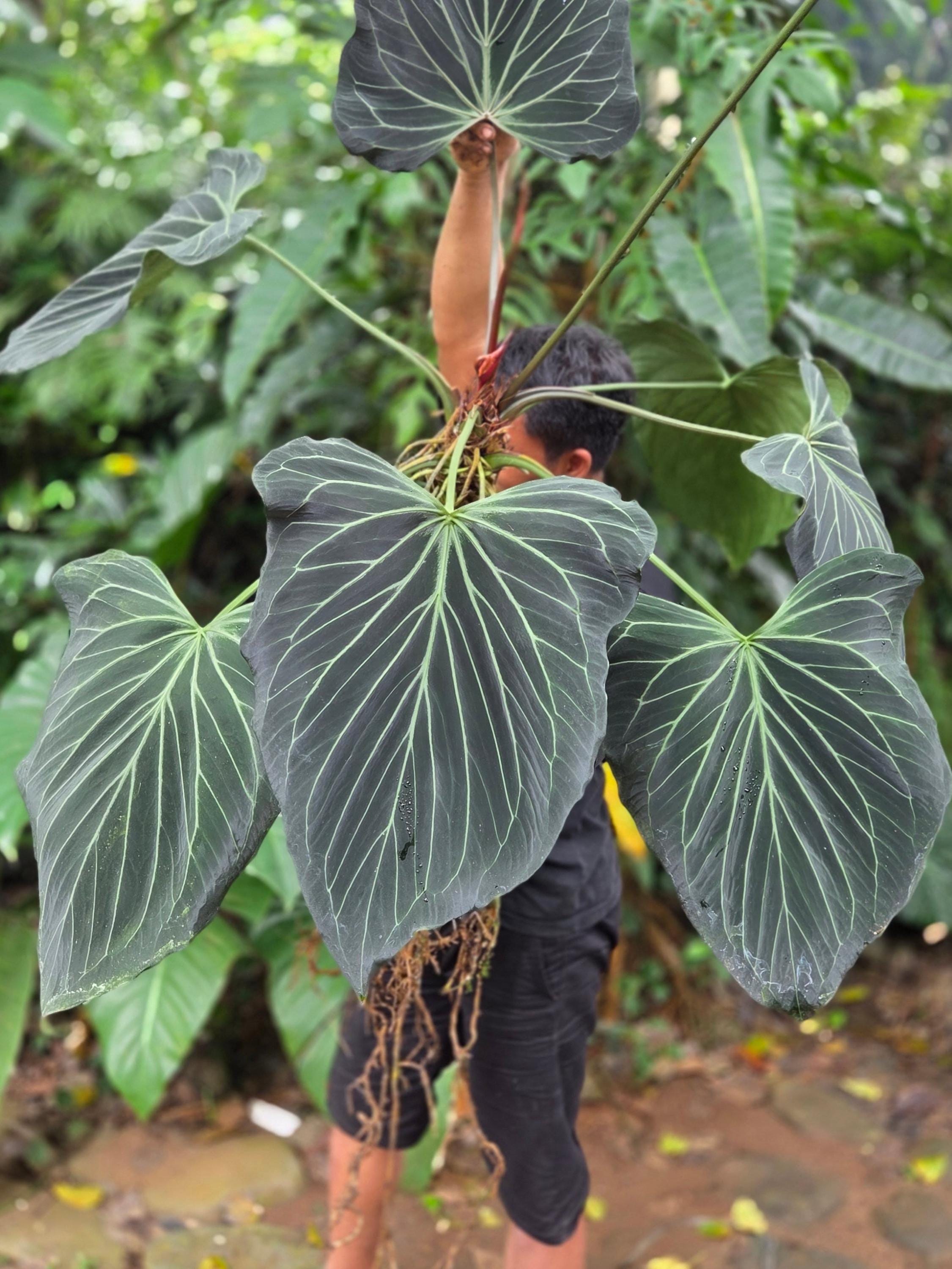 Anthurium ace of spades - Etsy 日本