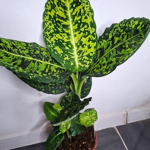 Puede incluir: Una planta de Dieffenbachia en maceta, con hojas verdes grandes salpicadas de patrones amarillos y chartreuse. La planta está en una maceta de plástico marrón, contra una pared blanca y un suelo de baldosas negras y grises. Las hojas tienen un diseño moteado.
