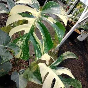 May include: Close-up of a variegated Monstera plant with large, split leaves. The leaves display a striking pattern of green and creamy white variegation. The plant is in a black pot, with a greenhouse background.