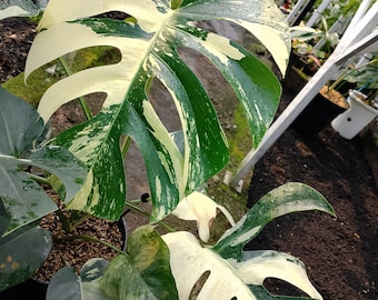 Monstera Jungle mint big size variegated real picture