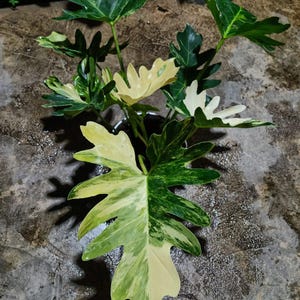 Op de afbeelding: Een bonte Philodendron-plant met diep gelobde, getande bladeren met een opvallende mix van crèmewit en donkergroen. Het blad vertoont onregelmatige patronen van lichte en donkere tinten over de gehele plant verspreid.