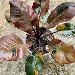neon prayer plant Maranta Neon Prayer Plant - Toronto House Plant Delivery