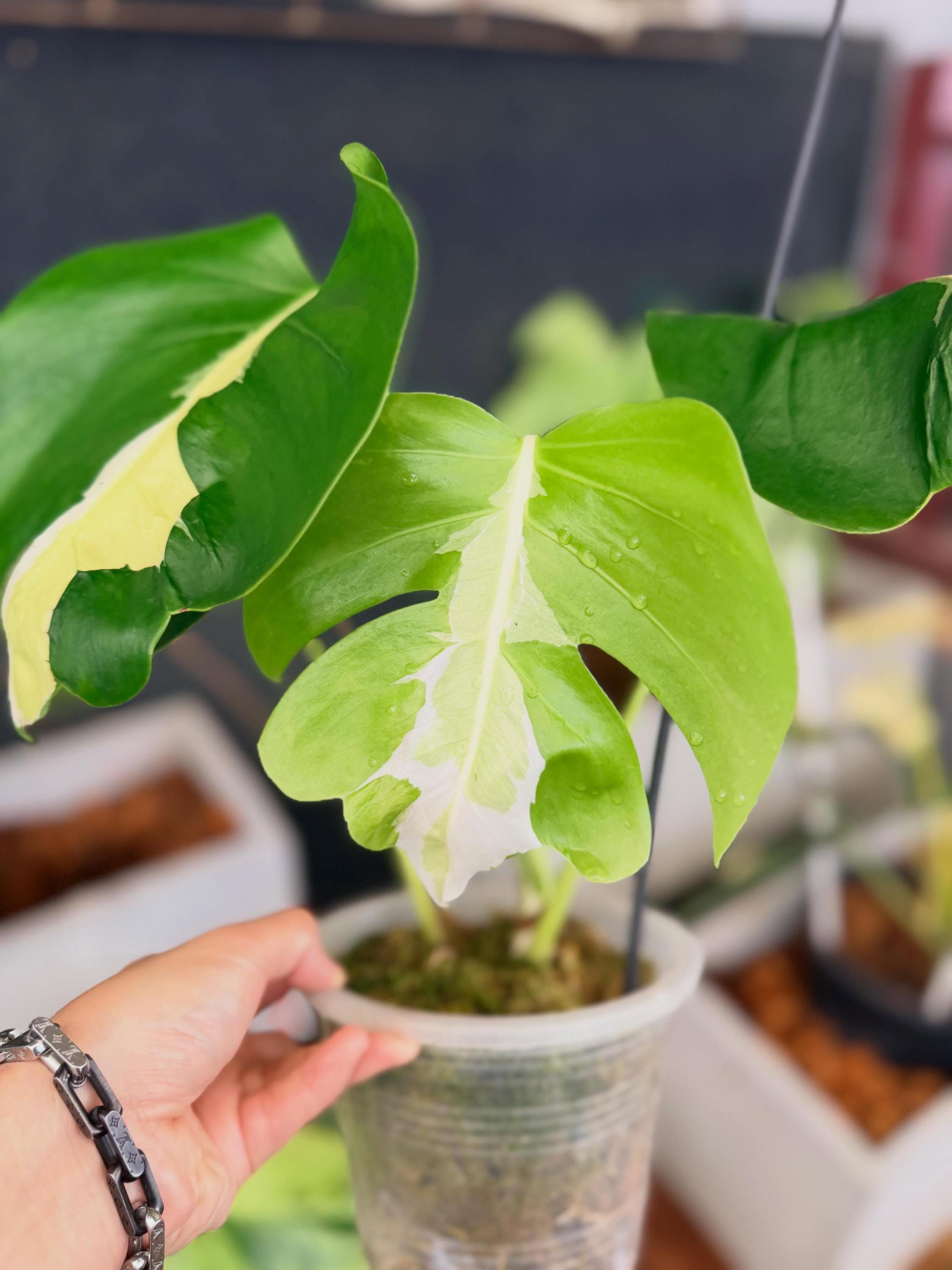 Monstera white lava - Etsy 日本