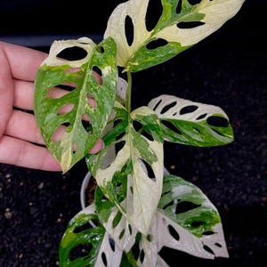 Adansonii Accuminata variegated actually real