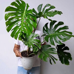 Puede incluir: Una gran planta de Monstera de color verde vibrante en una maceta blanca con estrías. La planta presenta hojas grandes y divididas con agujeros distintivos. La maceta la sostiene una persona con camiseta blanca y vaqueros azules, sobre un fondo blanco liso.