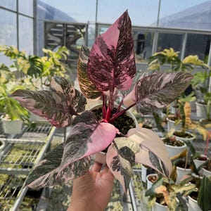 Op de afbeelding: Een Pink Princess Philodendron plant in een witte pot, met opvallende roze en groen gevlekte bladeren. De plant heeft een rode stengel. De foto is genomen in een kas, met andere planten op de achtergrond.