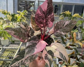 Plantas reales de filodendro Pink Princess Frozen F1 variegado