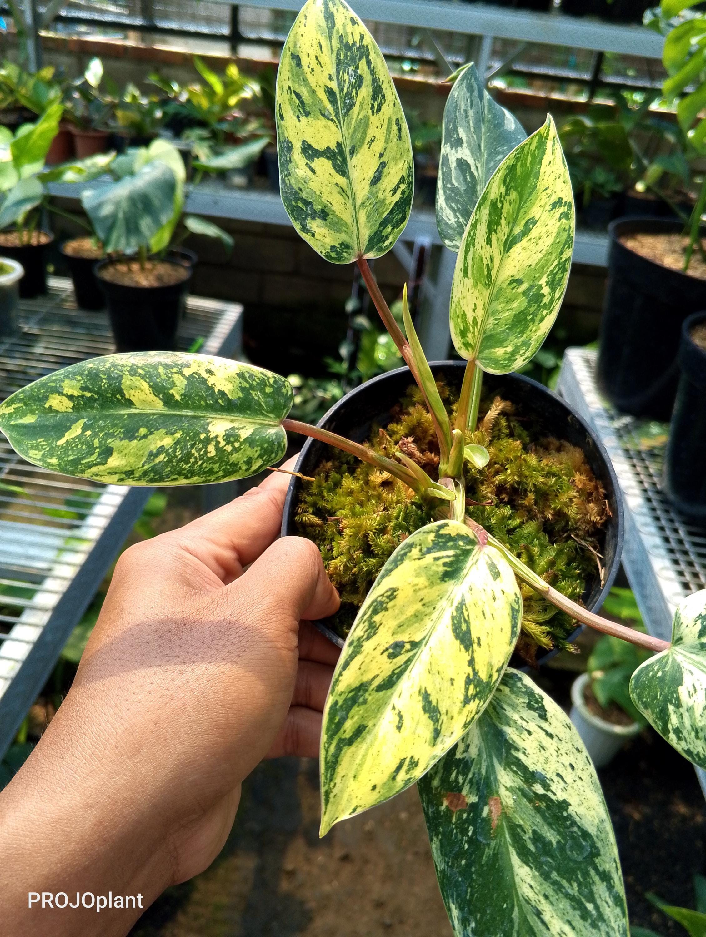 Philodendron bipinnatifidum - Etsy 日本