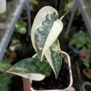 Könnte beinhalten: Eine kleine Topfpflanze mit herzförmigen Blättern, die ein panaschiertes Muster in Cremeweiß und tiefem Waldgrün aufweisen. Das Laub zeigt eine gesprenkelte Textur mit deutlichen Farbblöcken und steht in einem einfachen weißen Kunststofftopf.